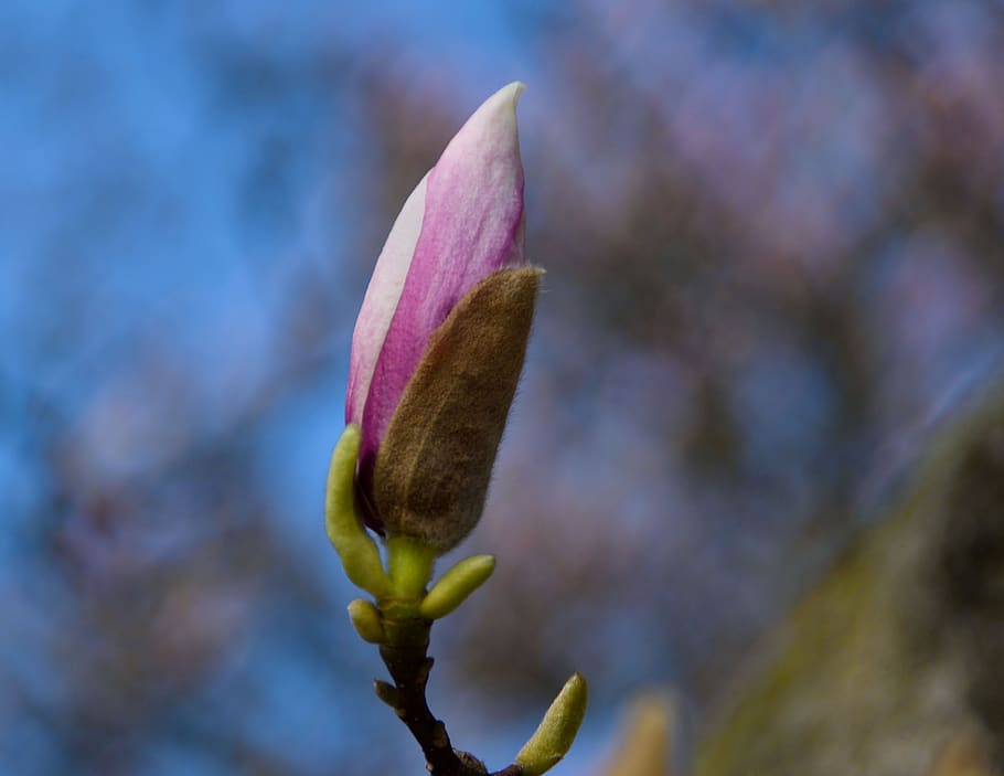 cherry blossom, pink, spring, ornamental cherry, branch, bloom HD wallpaper