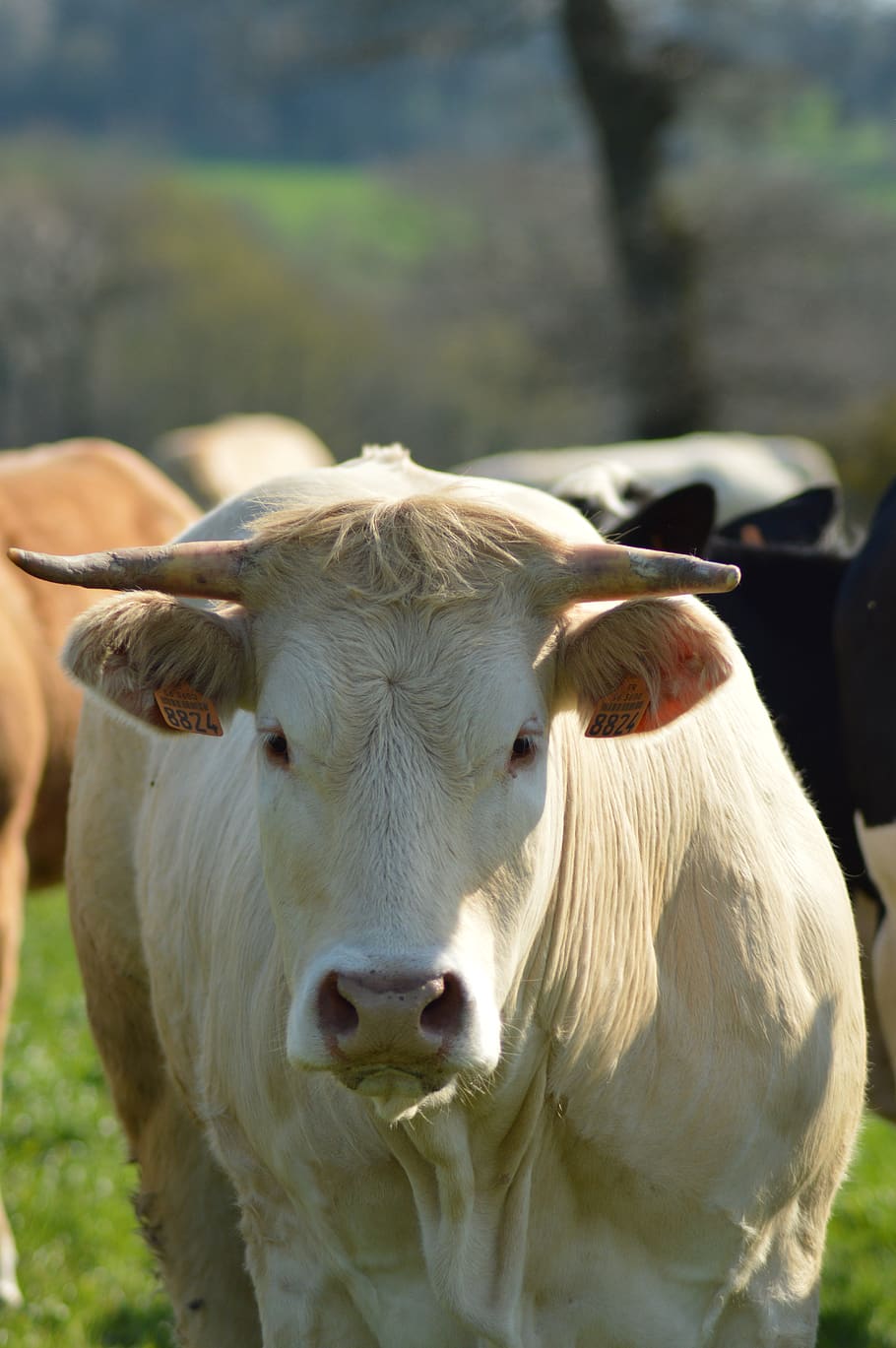 cow, field, cattle, farm, rural, mammals, agriculture, herd HD wallpaper