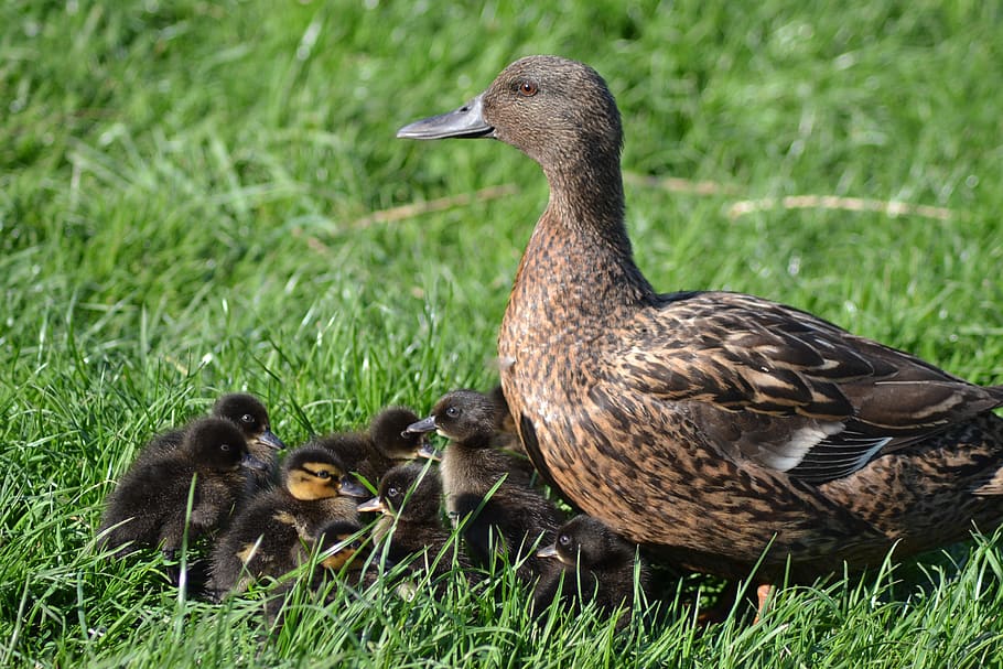 duck, ducklings, nature, small, plumage, bird, family, animal themes HD wallpaper