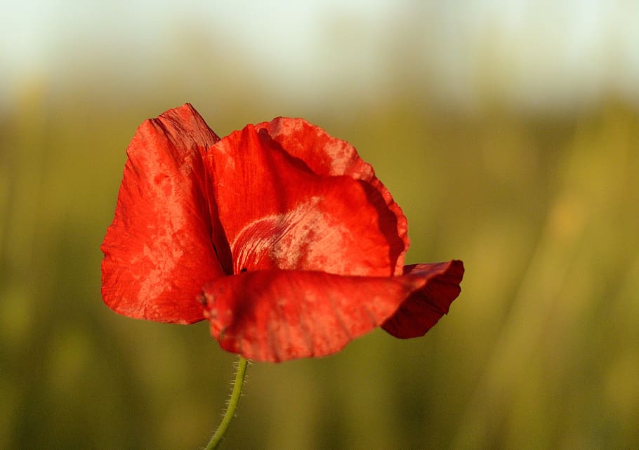 poppy, red, nature, field, summer, flowers, klatschmohn, mohngewaechs HD wallpaper
