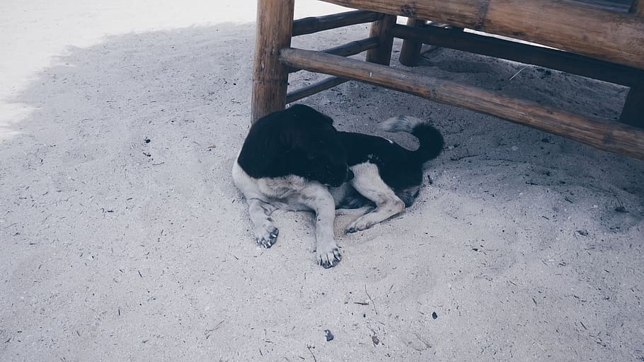 dog, sand, beach, rest, puppy, travel, domestic, pets, domestic animals HD wallpaper