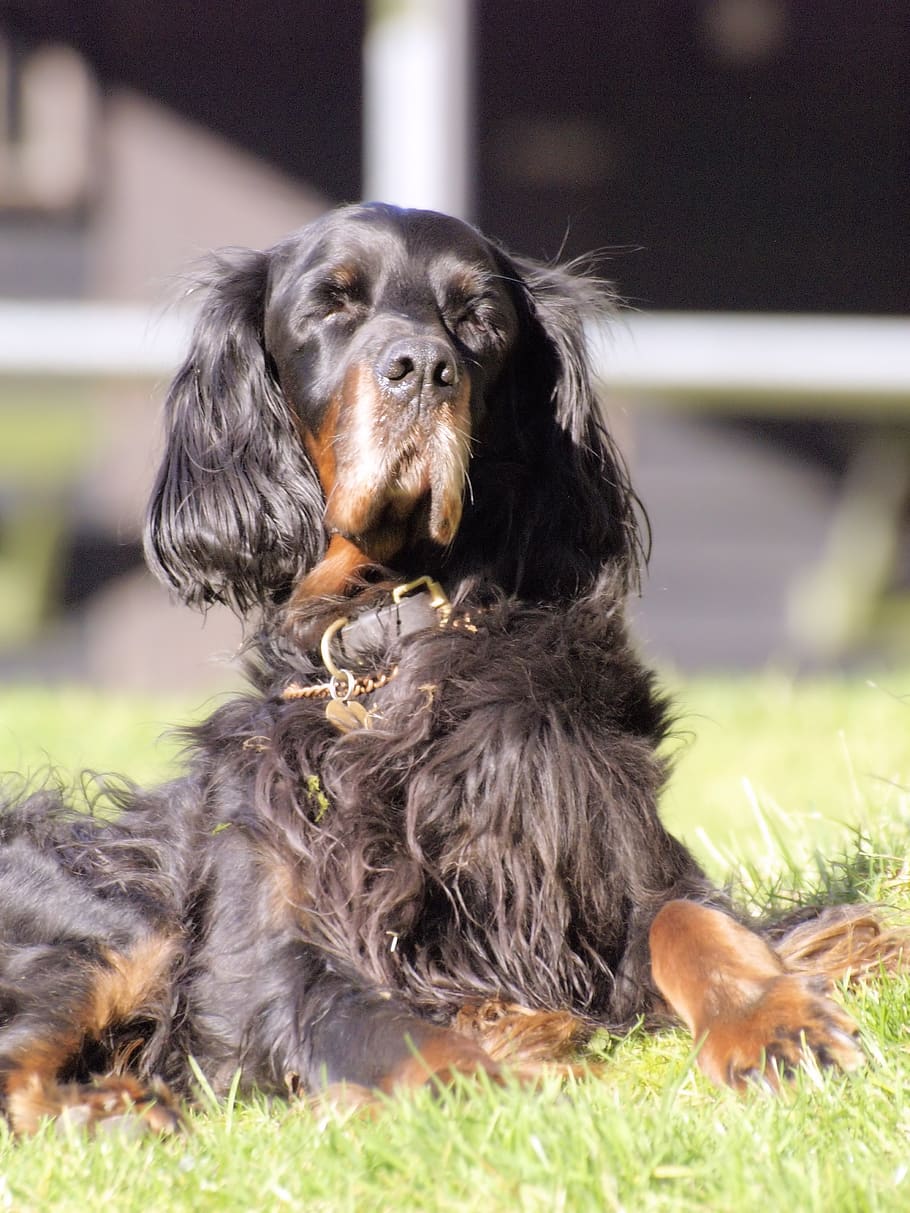 dog, gordon setter, sitting, sunbathing, canine, mammal, animal themes HD wallpaper