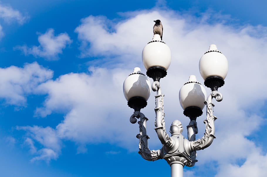 bird, lamp, cloud - sky, low angle view, street light, lighting equipment HD wallpaper
