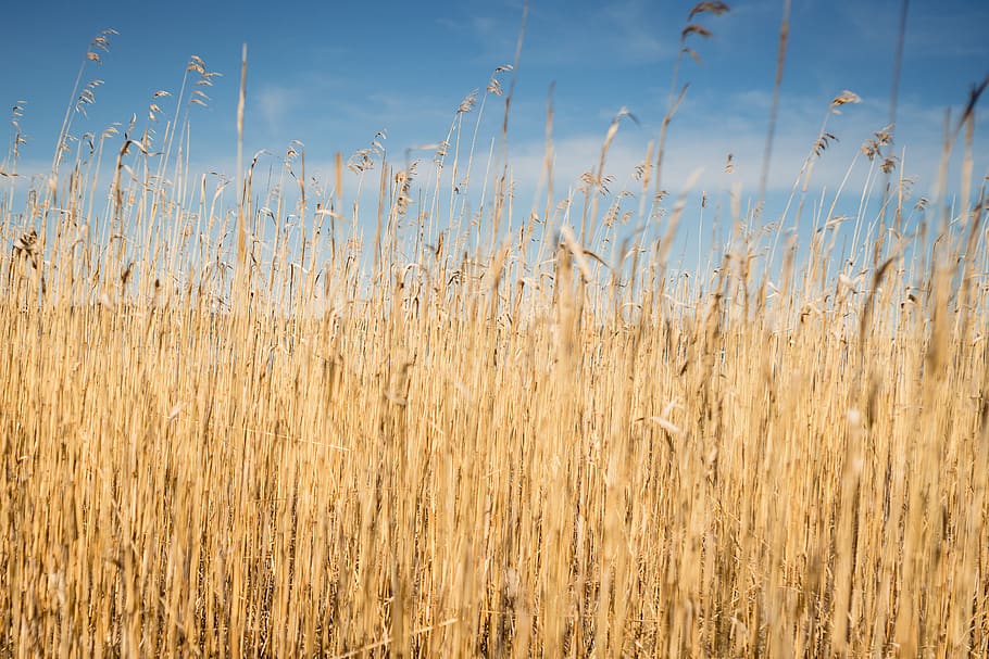 view of grass under cloudy sky, plant, no people, growth, day HD wallpaper
