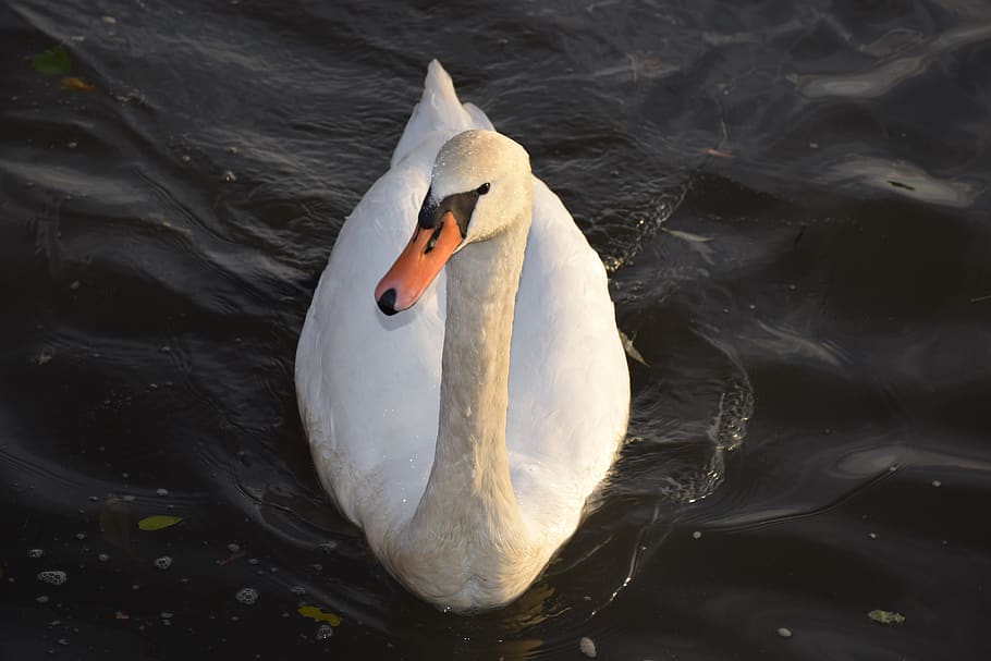svan, schwan, swan, bird, white, water, animal world of, lake HD wallpaper