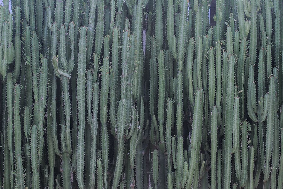 plant, cactus, rug, texture, cuba, green, rubber eraser, blossom HD wallpaper