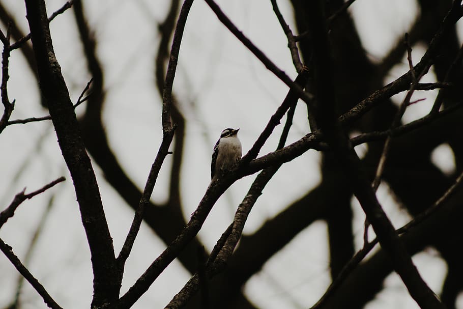bird, vertebrate, branch, animal, animal wildlife, animal themes HD wallpaper