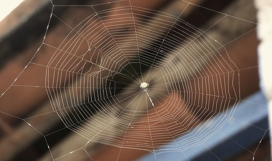 web, spider, insect, colombia, spider web, fragility, vulnerability HD wallpaper
