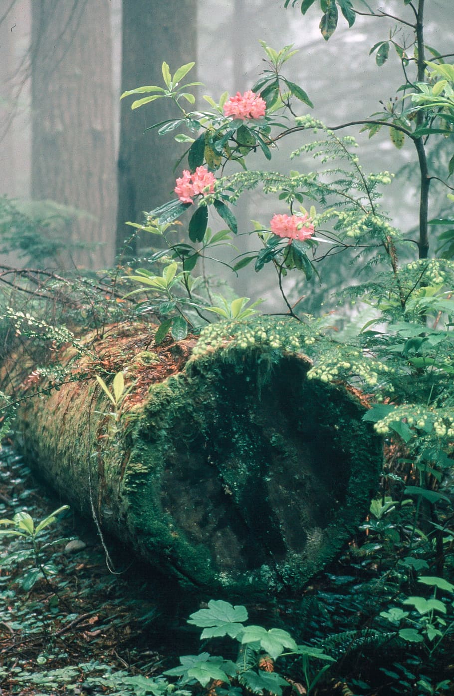 Rhododendron Flowers also known as Rhododendron ferrugineum with tree trunk in the forest HD wallpaper