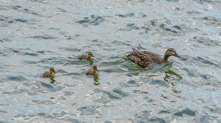 ducks, chicks, nature, bird, cute, ducklings, feather, small HD wallpaper