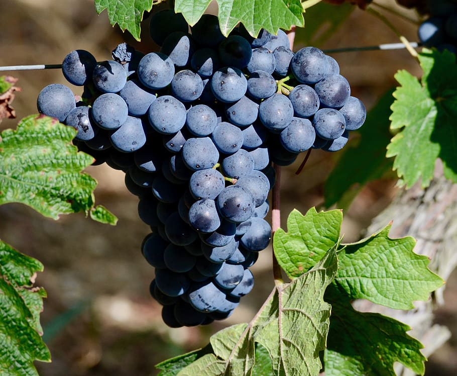 wine, vines, grapes, rebstock, ripe, winegrowing, red wine HD wallpaper