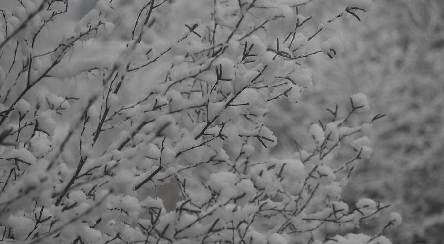 hdwallpaper, background, nature, snow, tree, plant, no people HD wallpaper