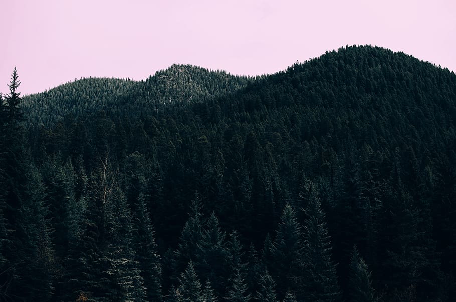leaves, green, trees, plants, forest, nature, mountain, sky HD wallpaper