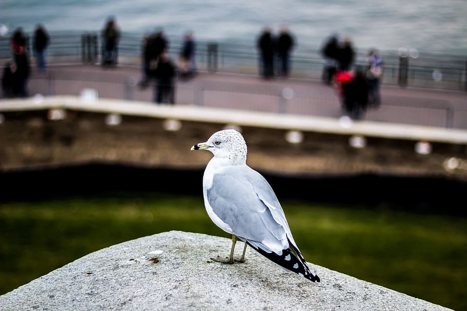 gray and white bird perched on gray solid surface, animal, seagull HD wallpaper