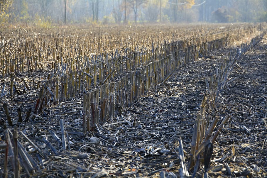 cornfield, autumn, stubble, harvested, agriculture, yellow HD wallpaper