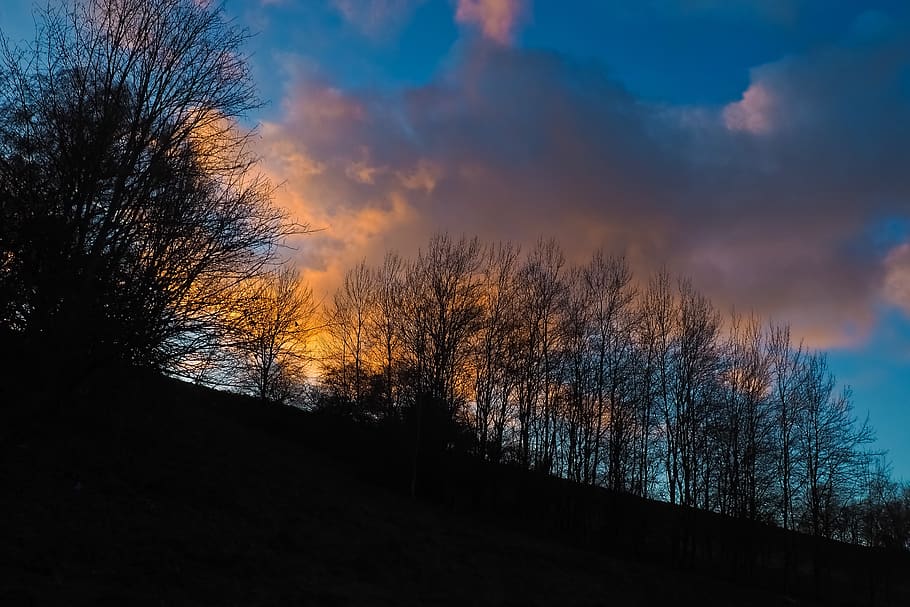 dusk, forest, nature, landscape, sunset, sky, trees, scenic HD wallpaper