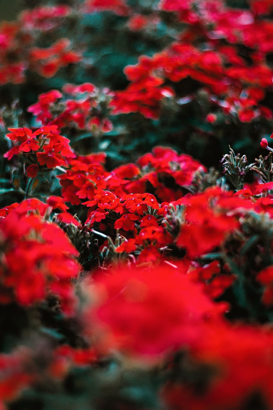 flower, blossom, plant, geranium, petal, leaf, nature, leaves HD wallpaper