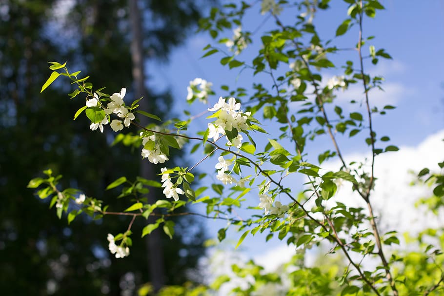 spring, apple tree, bloom, nature, white, flower, plant, flowering plant HD wallpaper