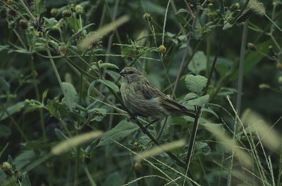 bird, green, animal, cute, small, delicate, vertebrate, animal themes HD wallpaper