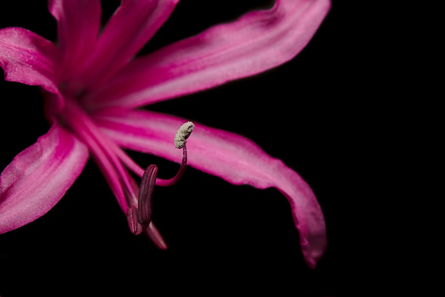 blossom, bloom, violet, stamp, plant, close up, flower, flowering plant HD wallpaper