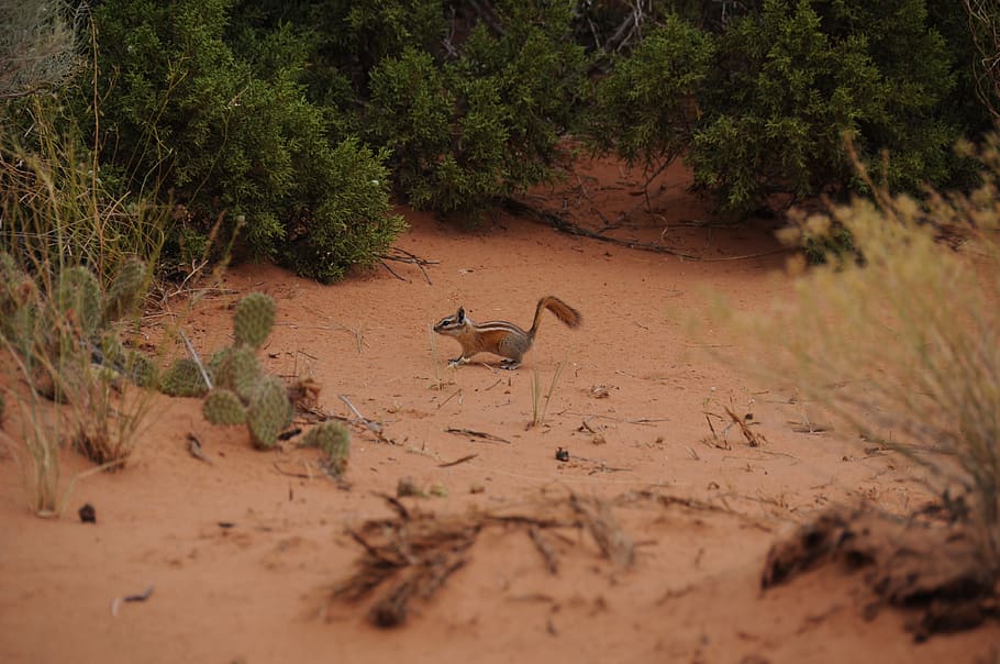 usa, moab, desert, animal, animals in the wild, animal wildlife HD wallpaper