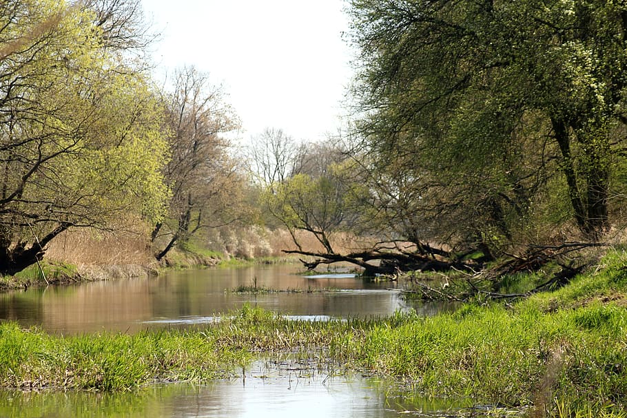 river, water, tree, landscape, nature, green, stream, plant HD wallpaper