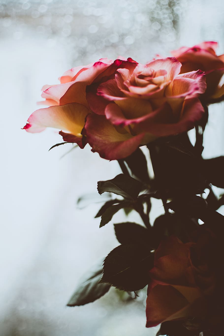 Pink Rose Flowers Close-up Photography, beautiful, bloom, blooming HD wallpaper