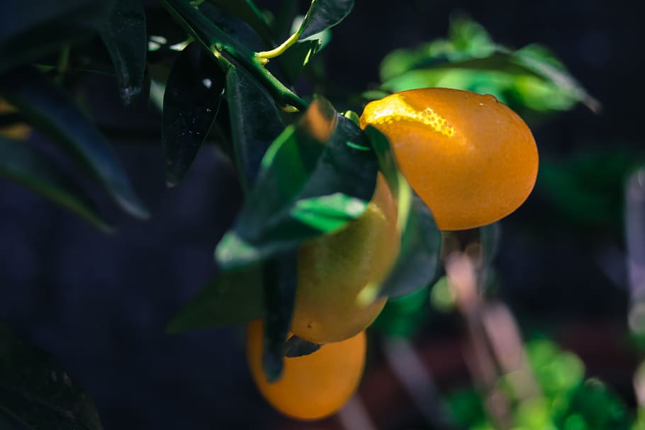 yellow, green, kumquat, growth, plant part, leaf, food, fruit, HD wallpaper