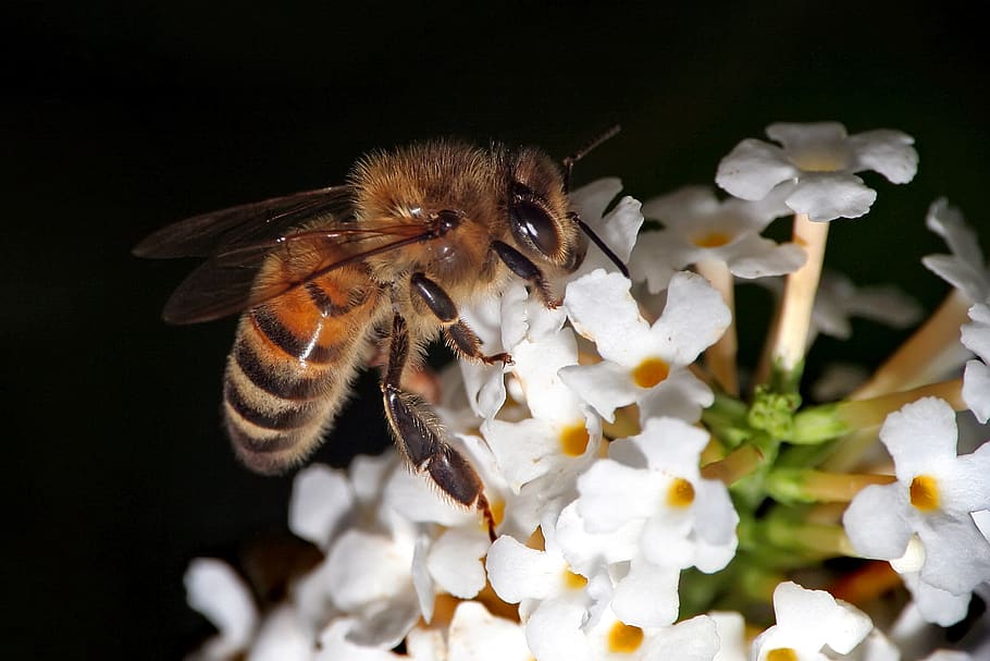 bee collecting honey, animal themes, flower, animal wildlife HD wallpaper