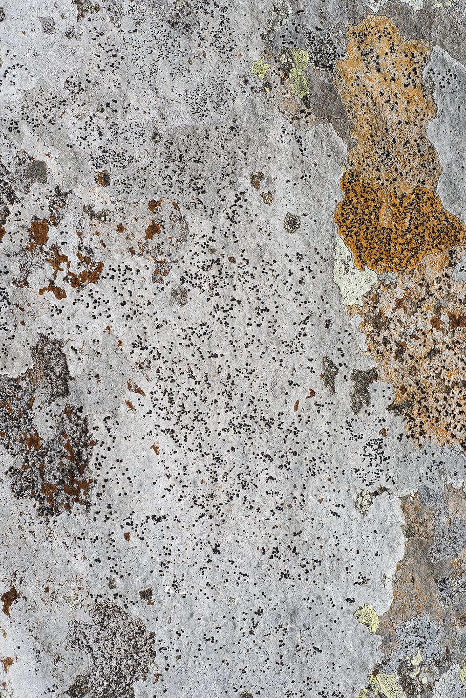 textured surface, lichen, abstract, autumn colour, rock, alessio soggetti HD wallpaper