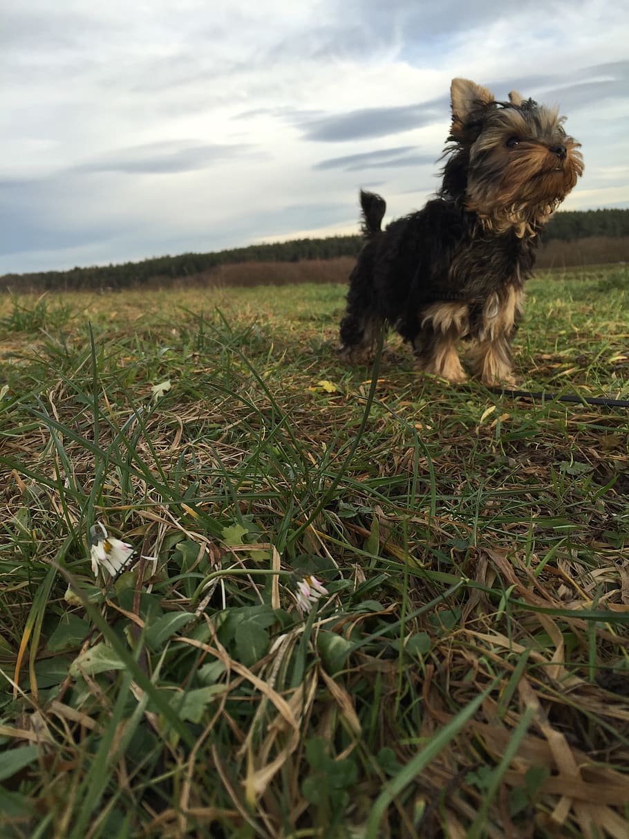 dog, grass, field, autumn, yorkshire, terrier, fur, pov, domestic HD wallpaper