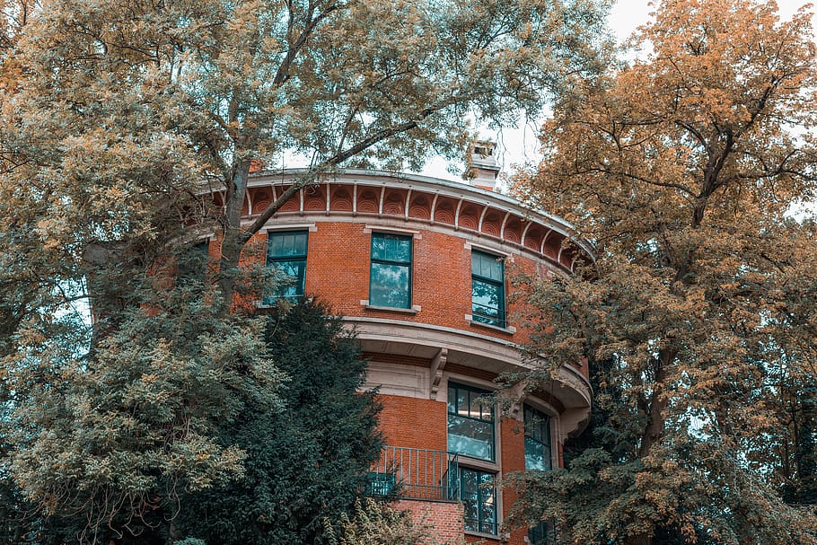 belgium, tree, plant, built structure, architecture, low angle view HD wallpaper