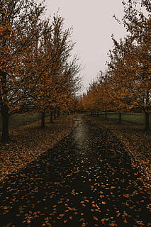 empty pathway, plant, tree, maple, leaf, asphalt, tarmac, rug HD wallpaper