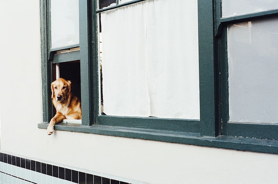 Adult Dark Golden Retriever on Window, animal, dog, pet, one animal HD wallpaper