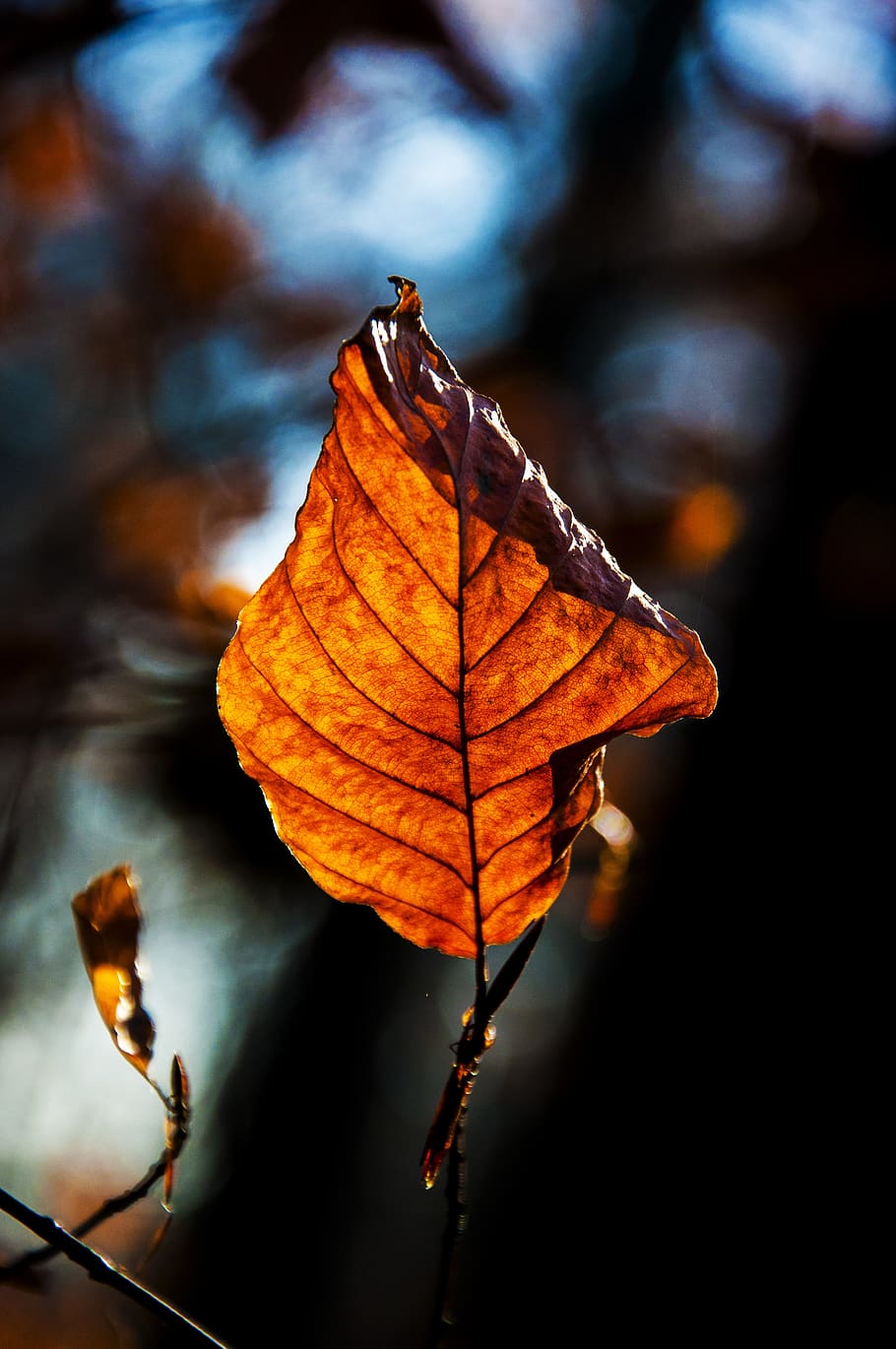 autumn, leaf, forest, plant part, close-up, focus on foreground HD wallpaper