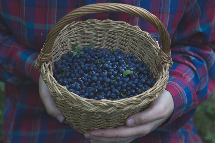 russia, alekseevka, basket, forest, berries, girl, flannel HD wallpaper