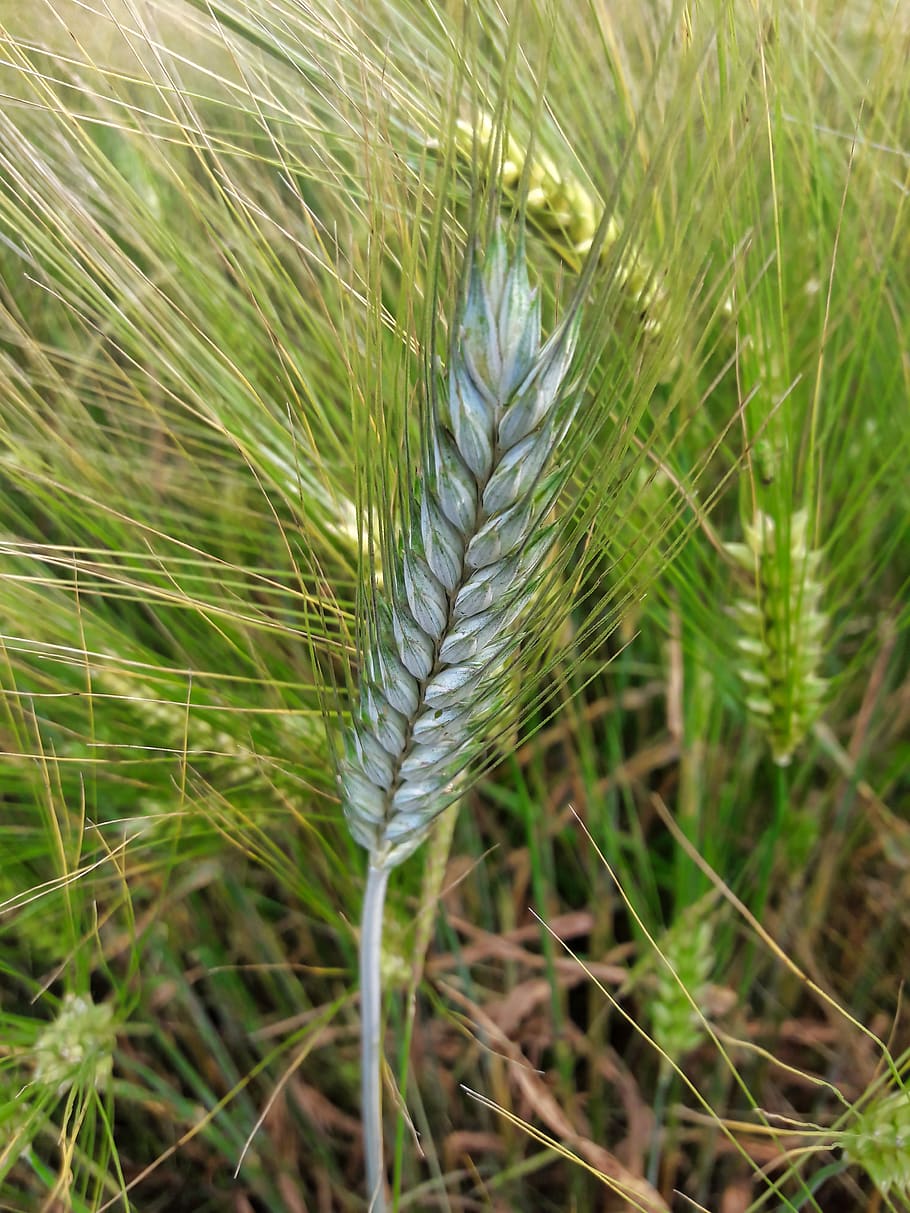 wheat, plant, grain, harvest, nature, landscape, growth, green color HD wallpaper