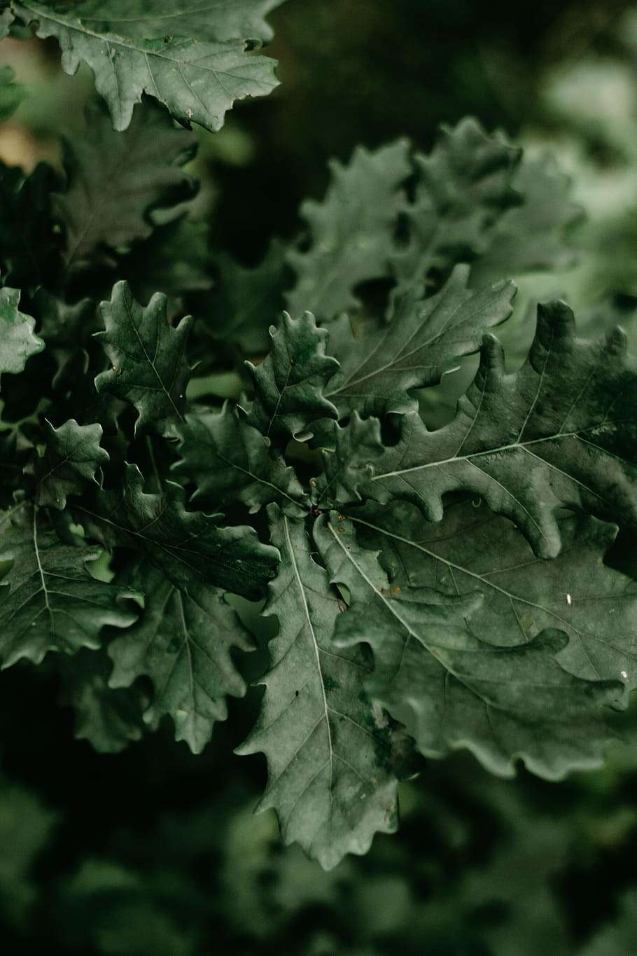 Green Leafed Plant, beautiful, close-up, color, environment, freshness HD wallpaper