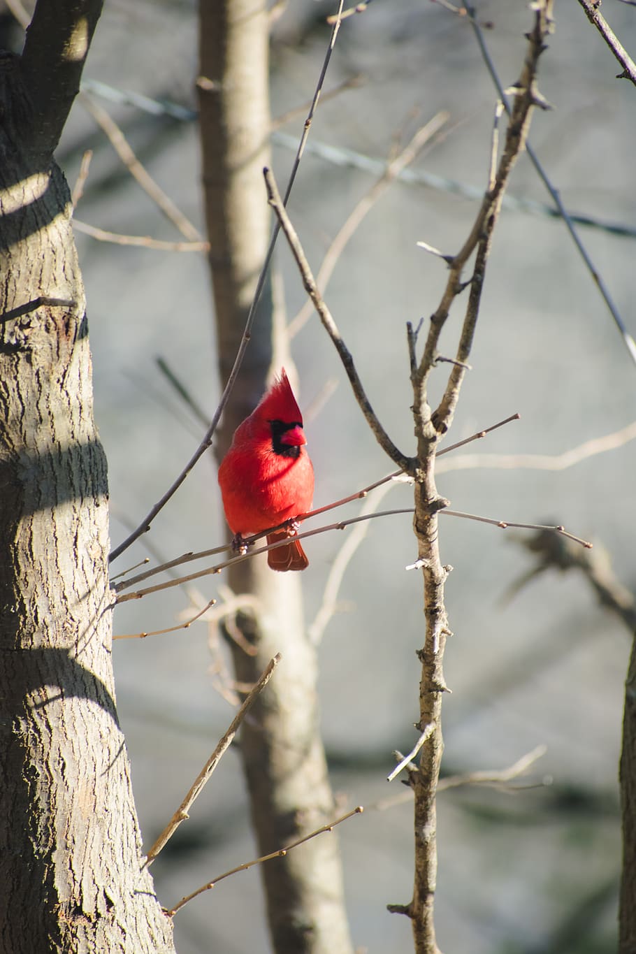 animals, bird, tree, trees, forest, nature, outdoors, branch HD wallpaper