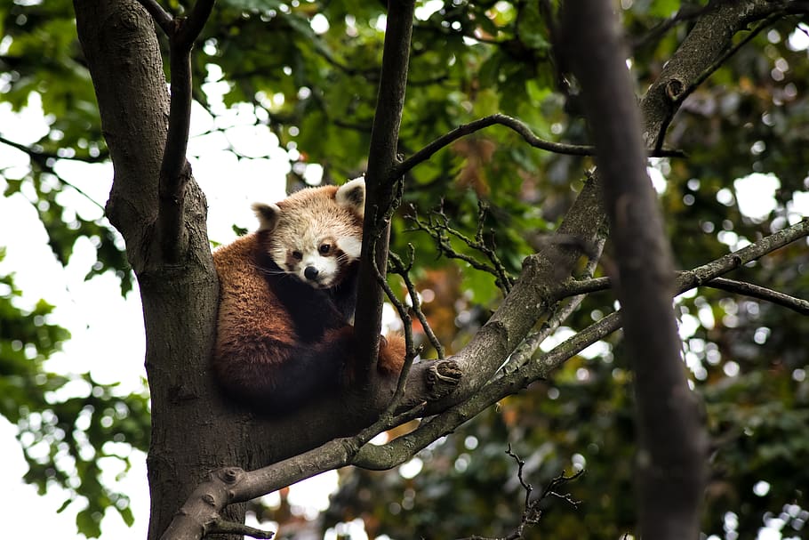 Brown and White Koala on a Tree, animal, nature, red panda, trees HD wallpaper