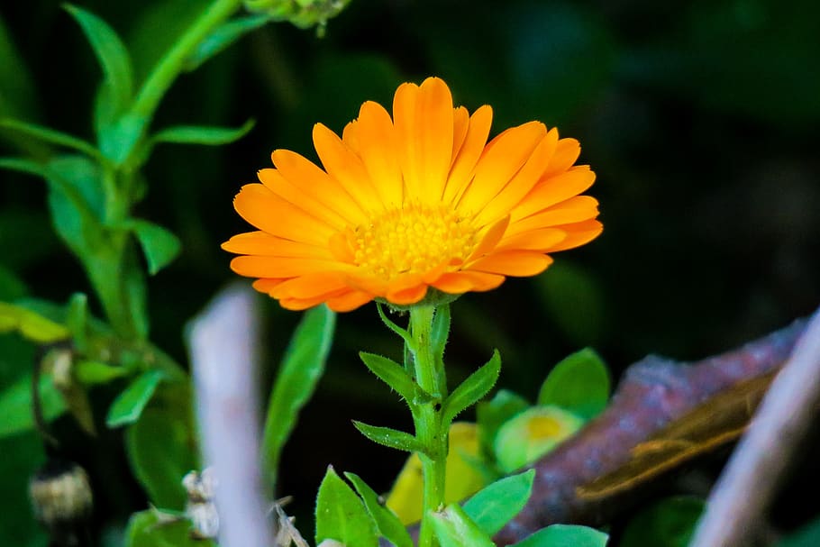 flower, natural, summer, flowering, plant, fresh, wild flowers HD wallpaper