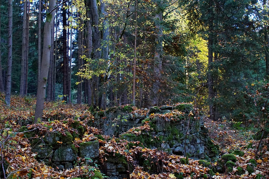 ruin, stone, forest, leaves, autumn, mysterious, house, tree HD wallpaper