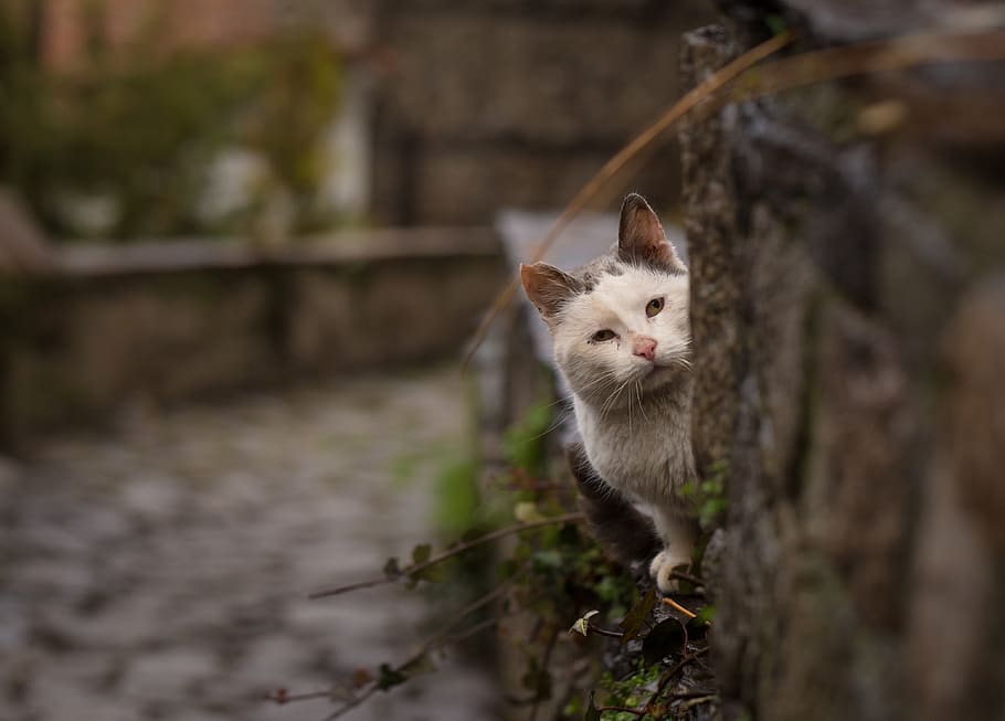 Photo of a Cat Looking Behind the Tree, adorable, animal, blur HD wallpaper