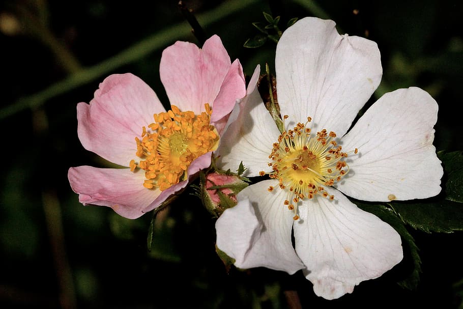 france, flower, flowering plant, fragility, vulnerability, petal HD wallpaper
