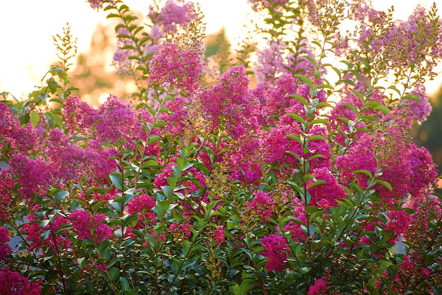 Crape myrtle trees 1080P, 2K, 4K, 5K HD wallpapers free download