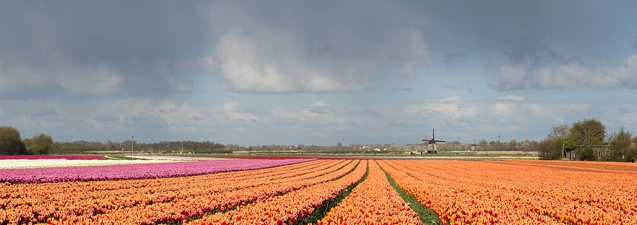 tulip, tulp, windmill, molen, netherlands, nederland, holland, HD wallpaper