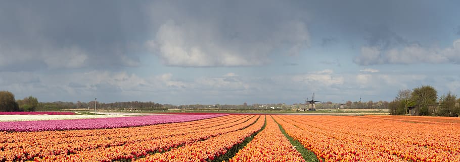 tulip, tulp, windmill, molen, netherlands, nederland, holland HD wallpaper
