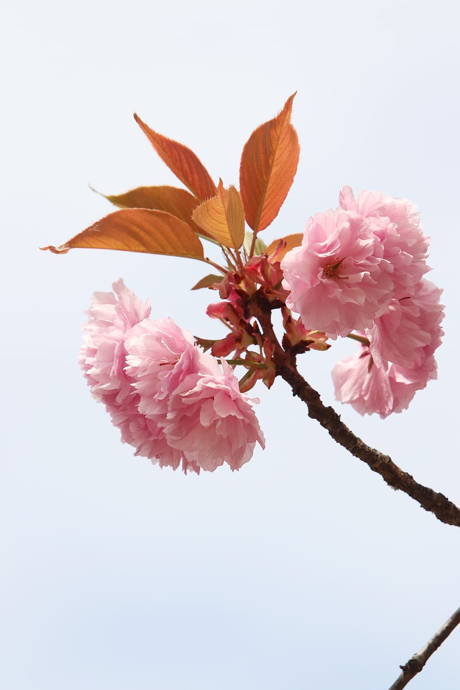 spring, spring flowers, nature, plants, season, garden, flowering HD wallpaper