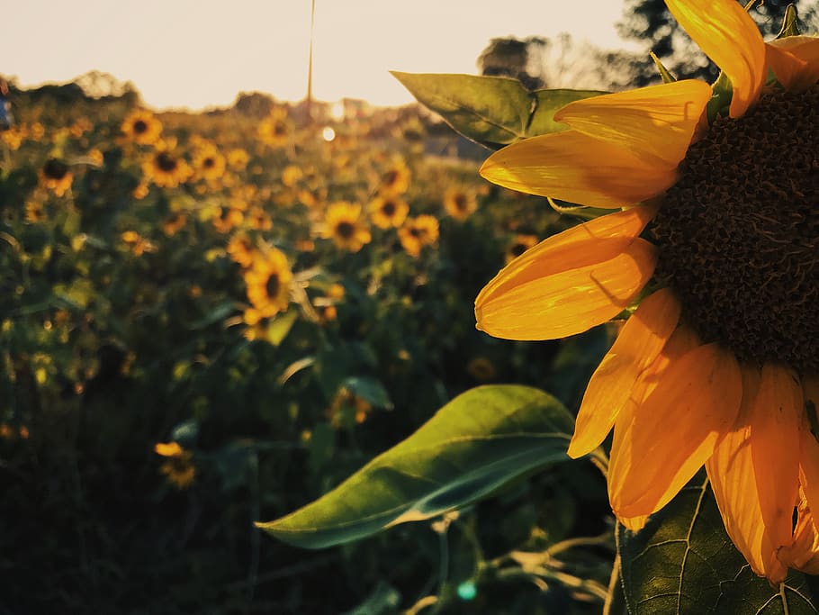 sunflower field during daytime, flowering plant, growth, freshness HD wallpaper