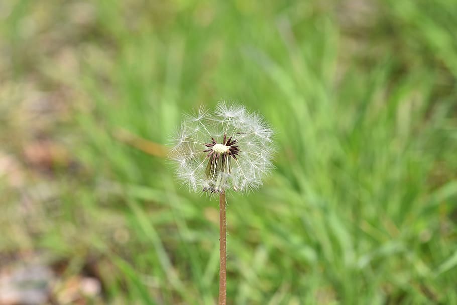 dandelion, mr hall, seeds, freshness, plant, flower, fragility HD wallpaper